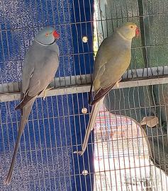 Parrocchetto dal collare cleartail