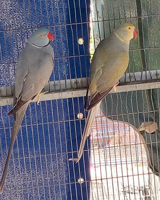 Parrocchetto dal collare cleartail