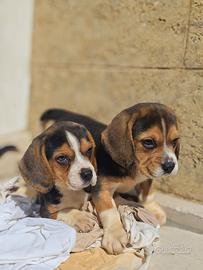 Beagle elisabeth di pura razza