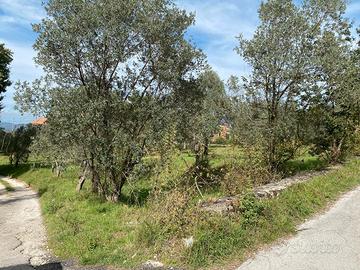 Uliveto