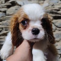 Cavalier king cuccioli blenheim maschi