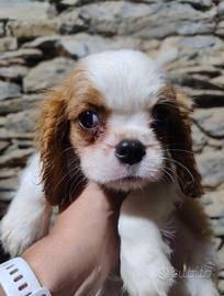 Cavalier king cuccioli blenheim maschi