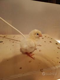 Pulcini gallina bianca di Saluzzo