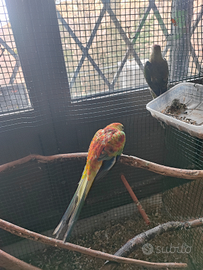 Parrocchetti dal groppone rosso