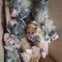 Calopsite da imbecco