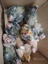 Calopsite da imbecco