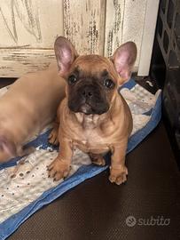 Bulldog francese