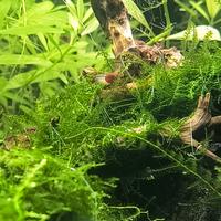 hygrofila polisperma muschio e neocardine