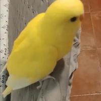 Cocorita lutina allevata a mano