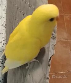 Cocorita lutina allevata a mano