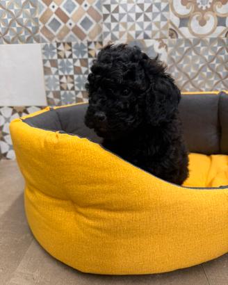 Barboncino nano cucciolo