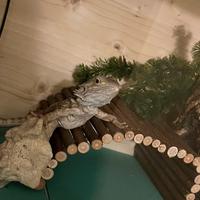 Pogona con terrario