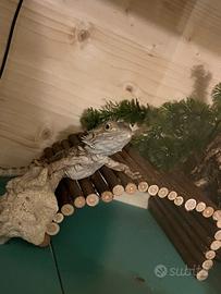Pogona con terrario