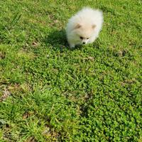 Spitz pomerania linea Americana