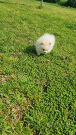 Spitz pomerania linea Americana