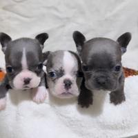 Cuccioli Bulldog Francese blue e merlè