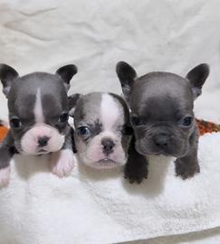 Cuccioli Bulldog Francese blue e merlè