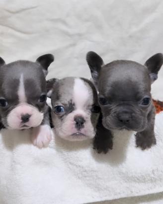 Cuccioli Bulldog Francese blue e merlè