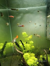 Pesci Guppy