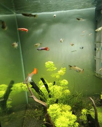 Pesci Guppy e avannotti