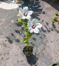 Hibiscus syriacus arbusto