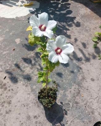 Hibiscus syriacus arbusto