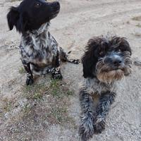  cani docili e amorevoli 