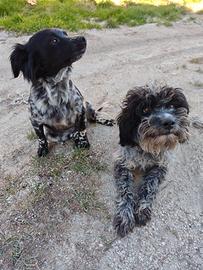  cani docili e amorevoli 