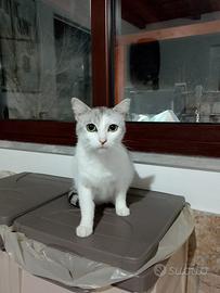 Lillo gatto 2 anni