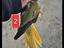 Immagine 1