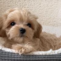 MALTIPOO & MALTIPO CUCCIOLI DISPONIBILI pag 12mesi