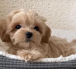 MALTIPOO & MALTIPO CUCCIOLI DISPONIBILI pag 12mesi
