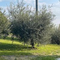 pianta di olivo ultradecennale