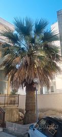 Palma Washington gratis