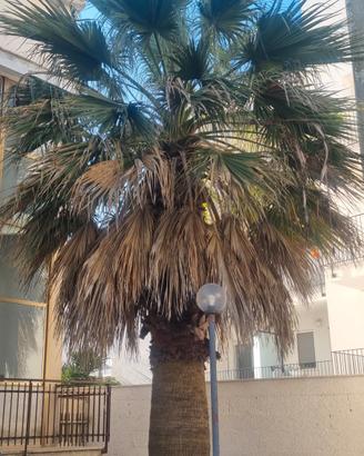 Palma Washington gratis