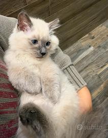 Adozione 2 gattini(Ragdoll+europeo )