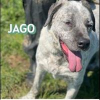 Cani in adozione di coppia