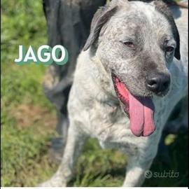 Cani in adozione di coppia