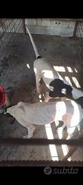 Cane francese