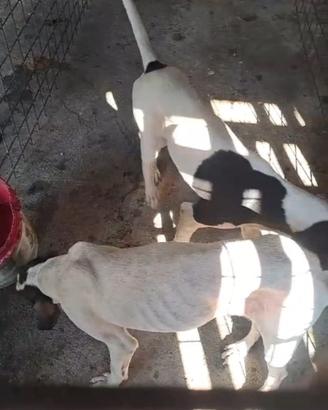 Cane francese
