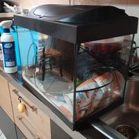 Acquario con accessori