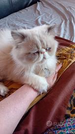 gatto persiano