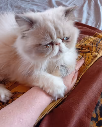 gatto persiano