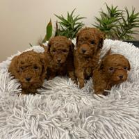 Barboncini Toy con pedigree Enci e Test genetici