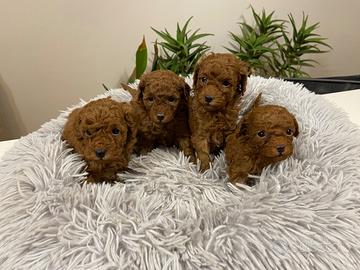 Barboncini Toy con pedigree Enci e Test genetici