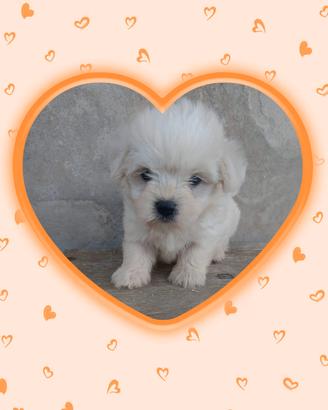 maltese toy