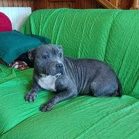 Staffy adulta Staffordshire Bull Terrier