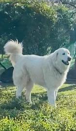 Pastore maremmano abruzzese