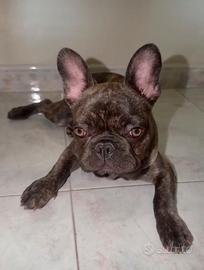 Cucciolo bulldog francese