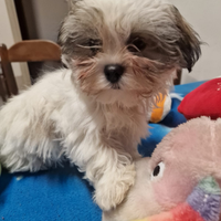 Shihtzu cuccioli